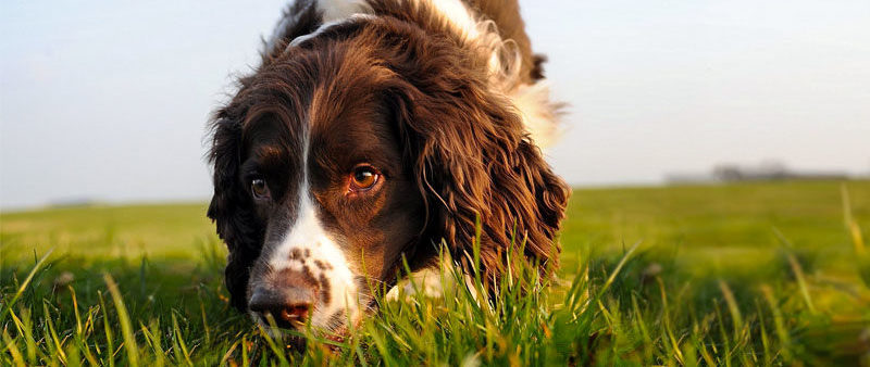 Conosci l’Olfatto del Cane?